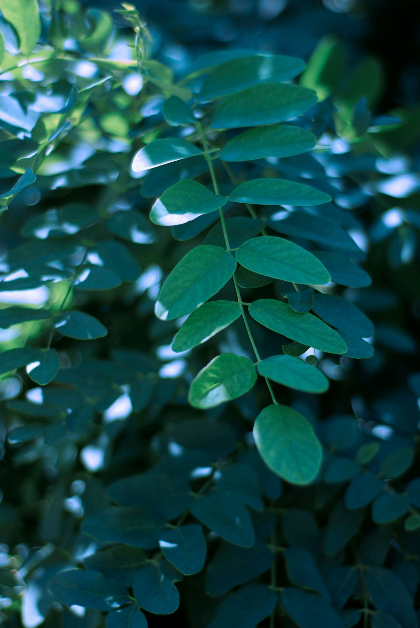 Plantes vertes, univers naturel de la naturopathie jitsu